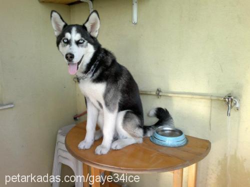 ice Erkek Sibirya Kurdu (Husky)