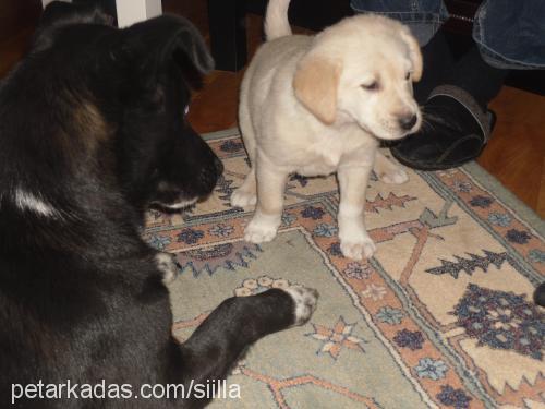 sarhoş Erkek Golden Retriever