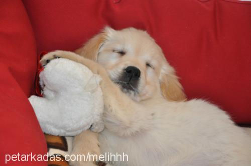 Çakıl Dişi Golden Retriever