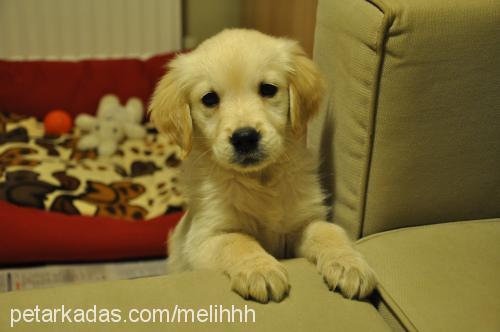 Çakıl Dişi Golden Retriever