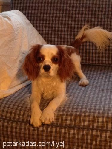 bandit Erkek Cavalier King Charles Spanieli