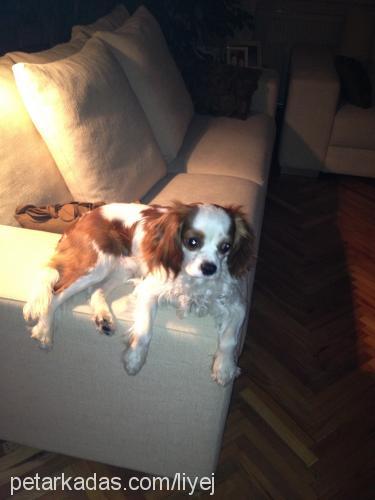 bandit Erkek Cavalier King Charles Spanieli