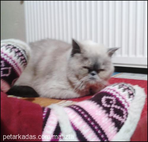 angel Dişi Exotic Shorthair