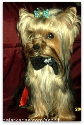 aschil Erkek Yorkshire Terrier