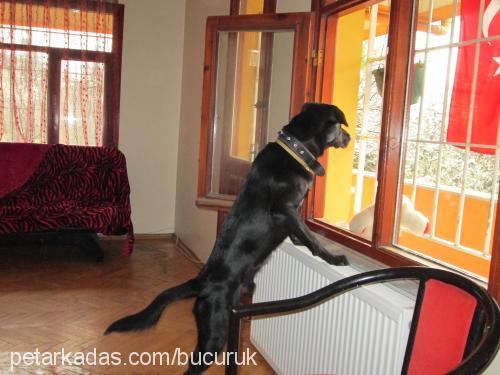 darkchİca Erkek Labrador Retriever