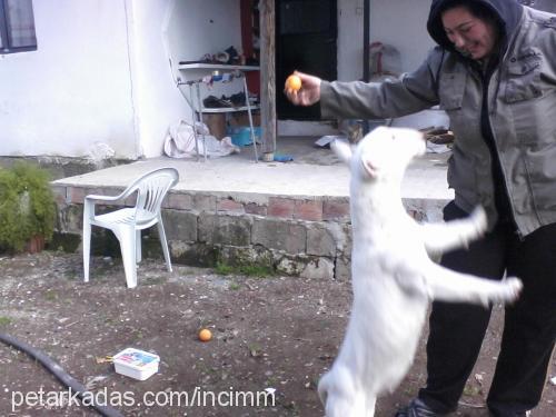 lusy Dişi Bull Terrier