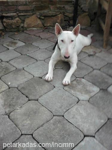 lusy Dişi Bull Terrier