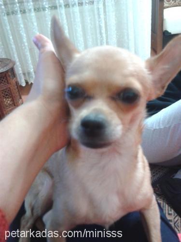 miniş Erkek Chihuahua