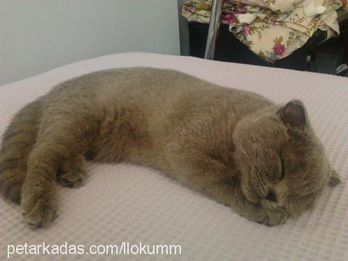 lokum Dişi Scottish Fold