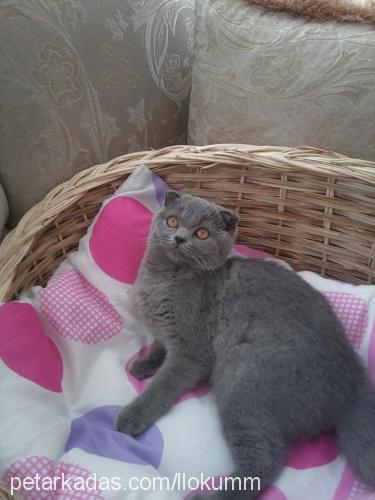 lokum Dişi Scottish Fold