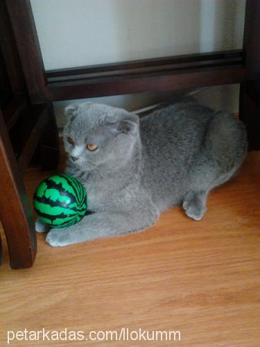 lokum Dişi Scottish Fold