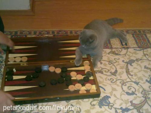 lokum Dişi Scottish Fold