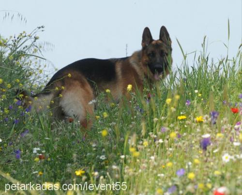 tarçın Erkek Alman Çoban Köpeği