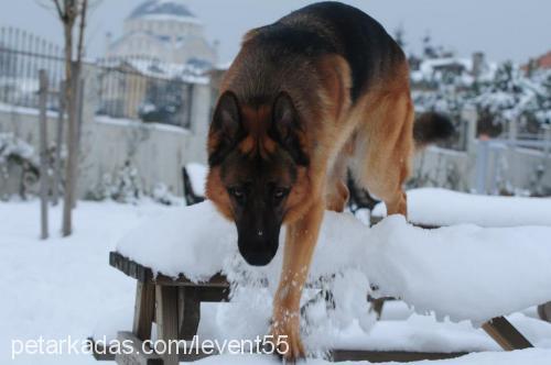 tarçın Erkek Alman Çoban Köpeği