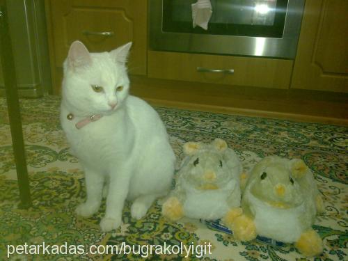 gilbert Erkek Ankara Kedisi (Angora)