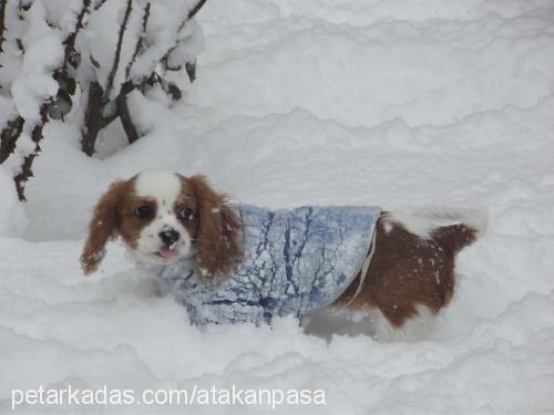 paşa Erkek Cavalier King Charles Spanieli