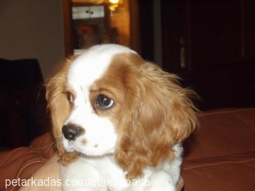 paşa Erkek Cavalier King Charles Spanieli