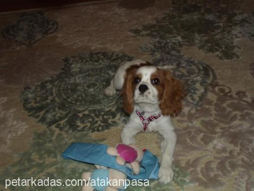 paşa Erkek Cavalier King Charles Spanieli