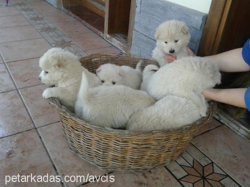 samoyedailesi Dişi Samoyed