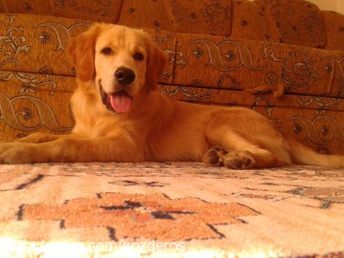 eros Erkek Golden Retriever