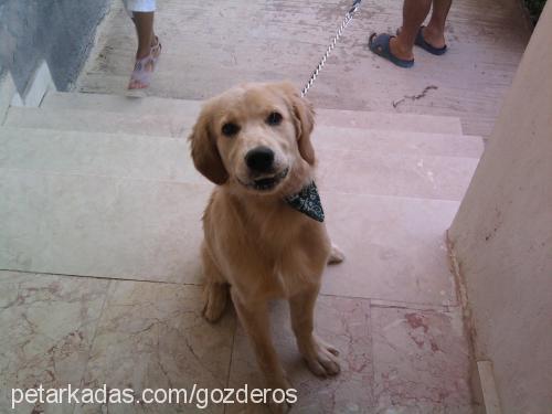 eros Erkek Golden Retriever