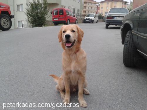 eros Erkek Golden Retriever