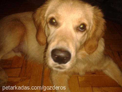 eros Erkek Golden Retriever