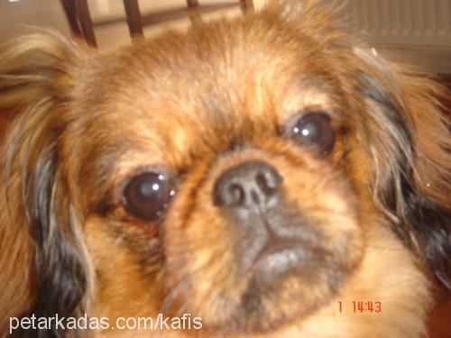 kafİ Erkek Pekingese