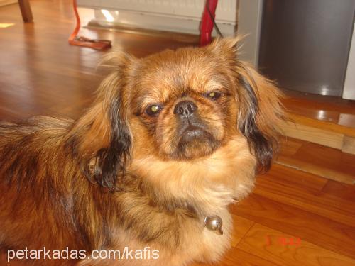 kafİ Erkek Pekingese