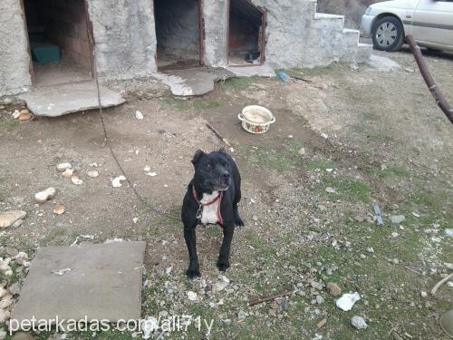 koza Dişi Amerikan Staffordshire Terrier