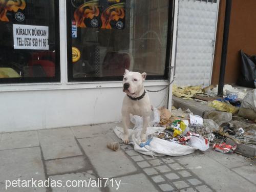 koza Dişi Amerikan Staffordshire Terrier