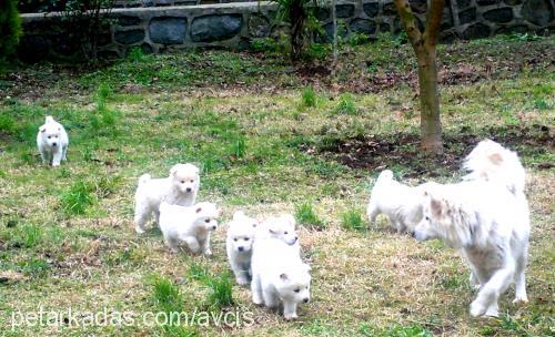 samoyedailesi Dişi Samoyed