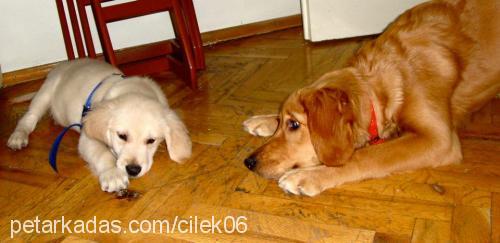 Çilek Dişi Golden Retriever