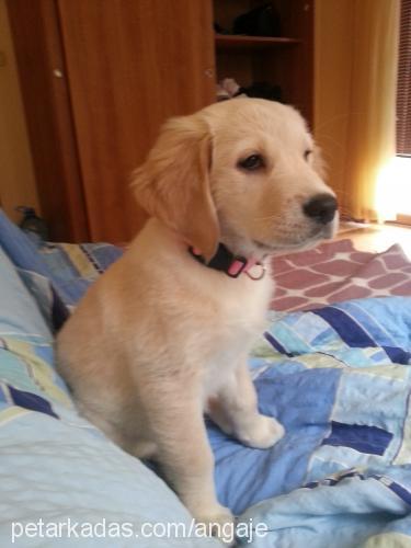 daisy Dişi Golden Retriever