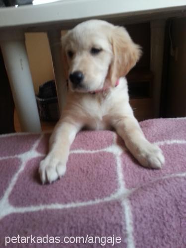 daisy Dişi Golden Retriever