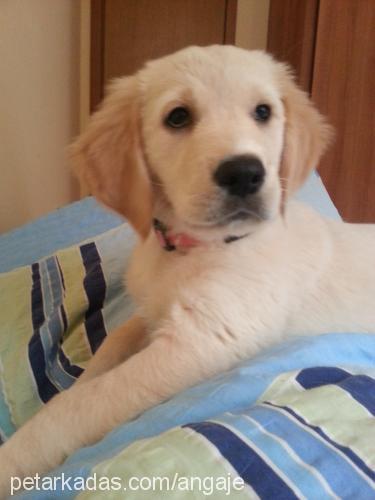 daisy Dişi Golden Retriever