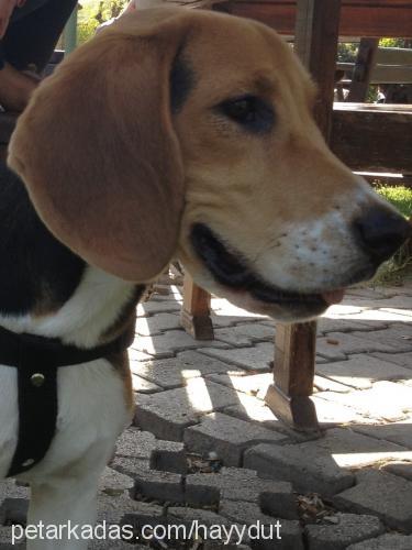 hayydut Erkek Beagle