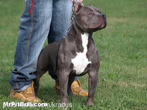 paşam Erkek Amerikan Staffordshire Terrier