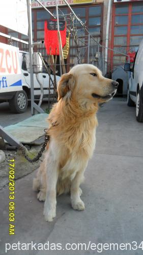 mico Erkek Golden Retriever