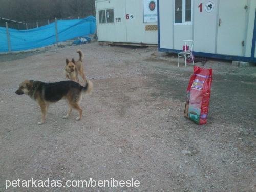 karly Dişi Ankara Kedisi (Angora)