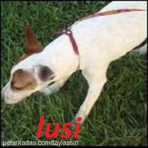 lusİ Dişi Jack Russell Terrier