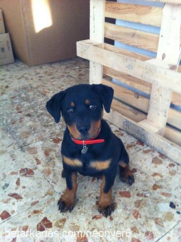 kral Erkek Rottweiler