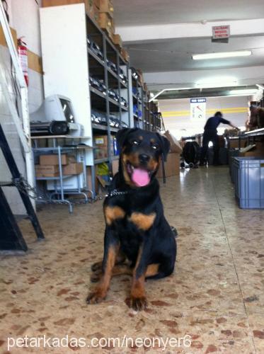 kral Erkek Rottweiler