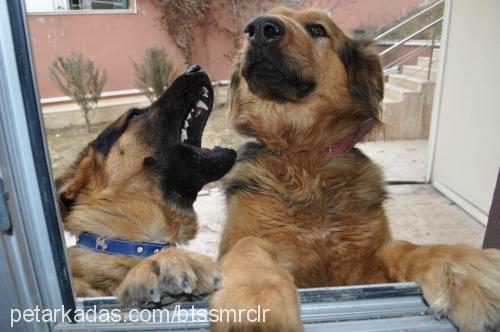 Çaki Erkek Alman Çoban Köpeği