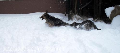 Şila Dişi Alman Çoban Köpeği