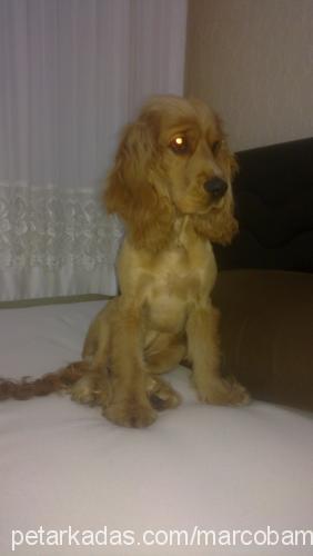 bihter Dişi Amerikan Cocker Spaniel