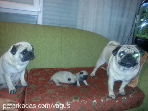 puki Dişi Pug