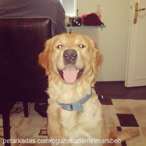 mars Erkek Golden Retriever