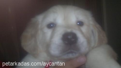 badem Dişi Golden Retriever