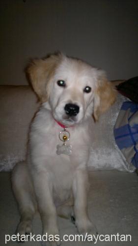 badem Dişi Golden Retriever